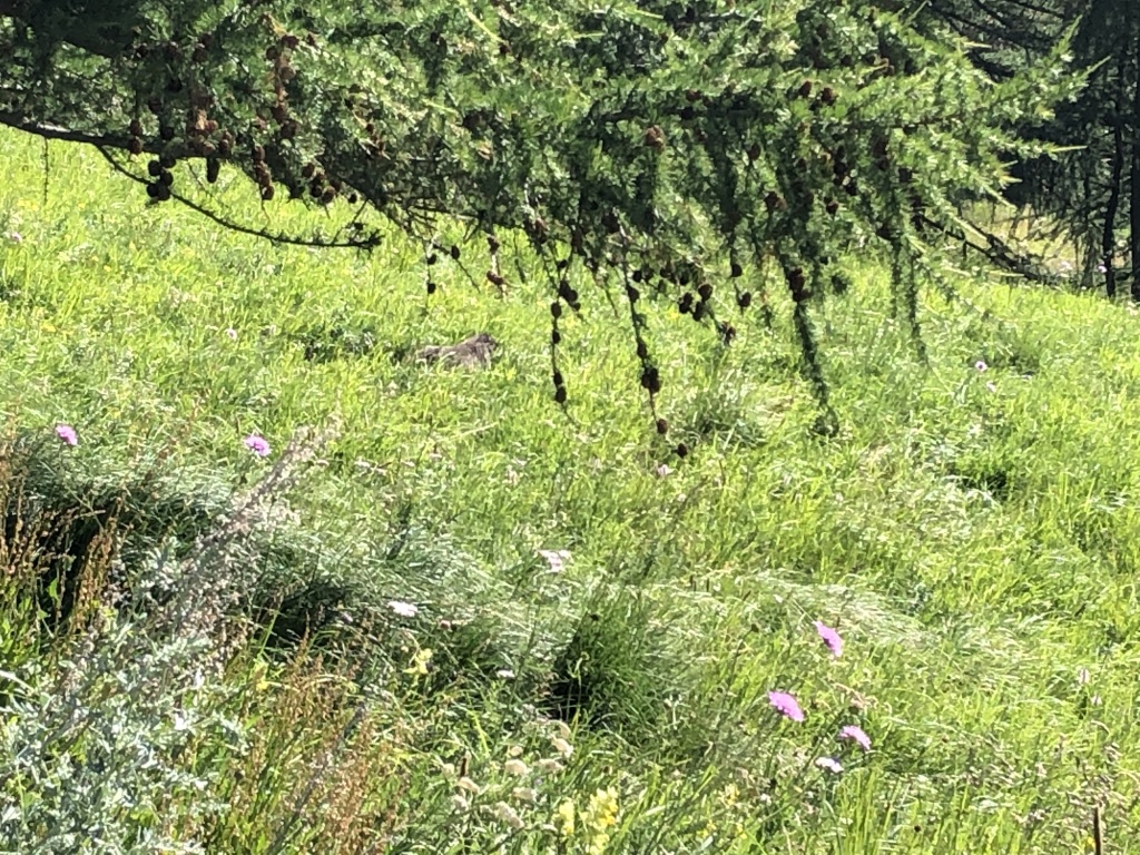 UNADJUSTEDNONRAW_thumb_458c